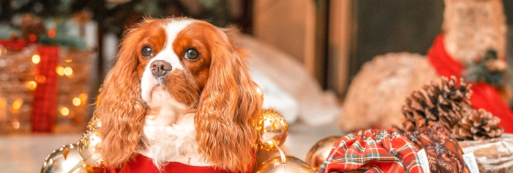 A Tata’s Concept lançou uma coleção de Natal com peças super fofas para o seu cão