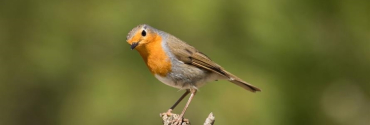 Sábado é dia de observação de aves urbanas na Serra de Carnaxide