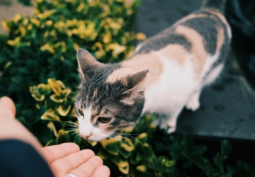 Neste Jardim Memorial, em Porto Salvo, pode homenagear o seu animal de estimação