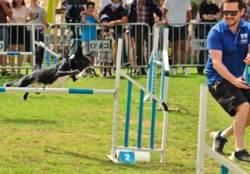 Alerta, dog lovers: Festa Animal volta este sábado com nova localização