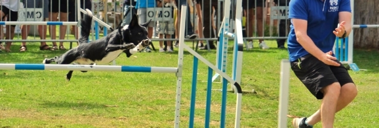 Alerta, dog lovers: Festa Animal volta este sábado com nova localização